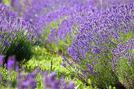 simsearch:400-06069986,k - Lavender field  -Hungary Stock Photo - Budget Royalty-Free & Subscription, Code: 400-04127059