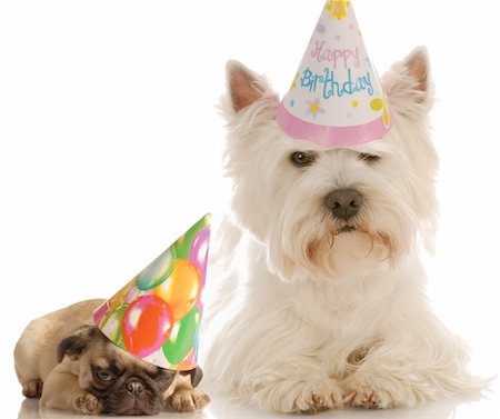 pug puppy and west highland white terrier dressed up in birthday hats Stock Photo - Budget Royalty-Free & Subscription, Code: 400-04127620