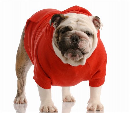 fat dog - english bulldog with cute expression standing wearing red sweater Stock Photo - Budget Royalty-Free & Subscription, Code: 400-04127623