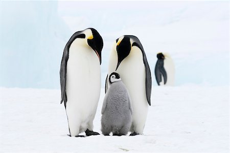 Emperor penguins on the sea ice in the Weddell Sea, Antarctica Stock Photo - Budget Royalty-Free & Subscription, Code: 400-04128220