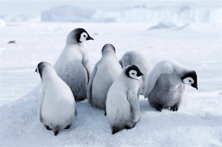 Emperor penguins on the sea ice in the Weddell Sea, Antarctica Stock Photo - Budget Royalty-Free & Subscription, Code: 400-04128221