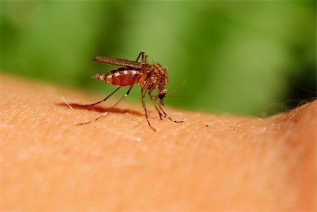moustique boit le sang humain sur fond vert Photographie de stock - Aubaine LD & Abonnement, Code: 400-04128375