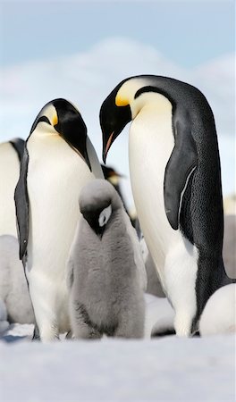 Emperor penguins (Aptenodytes forsteri) on the ice in the Weddell Sea, Antarctica Stock Photo - Budget Royalty-Free & Subscription, Code: 400-04129867
