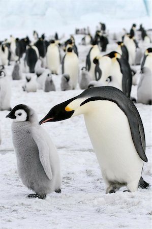 simsearch:400-05159933,k - Emperor penguins (Aptenodytes forsteri) on the ice in the Weddell Sea, Antarctica Stock Photo - Budget Royalty-Free & Subscription, Code: 400-04129868