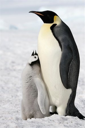 simsearch:400-05159933,k - Emperor penguins (Aptenodytes forsteri) on the ice in the Weddell Sea, Antarctica Stock Photo - Budget Royalty-Free & Subscription, Code: 400-04129869