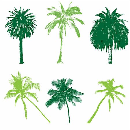 palm tree branches - palm collection, vector illustration for your design Stock Photo - Budget Royalty-Free & Subscription, Code: 400-04120416