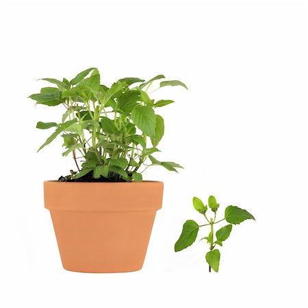 simsearch:400-04118662,k - Bergamot herb growing in a terracotta pot with specimen leaf sprig, isolated over white background. Photographie de stock - Aubaine LD & Abonnement, Code: 400-04120944