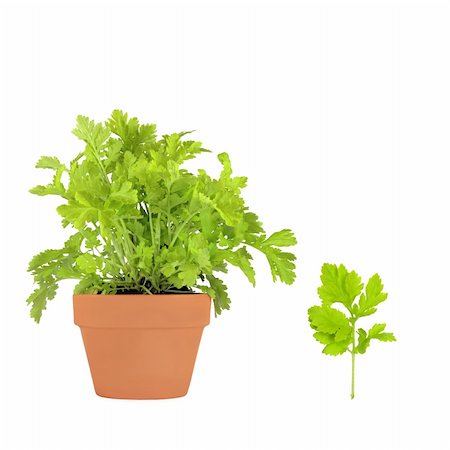 simsearch:400-04118662,k - Feverfew herb growing in a terracotta pot with specimen leaf sprig, isolated over white background. Can help to ease migraines and headaches. Photographie de stock - Aubaine LD & Abonnement, Code: 400-04120945