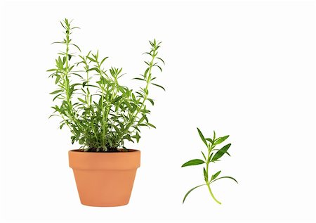 simsearch:400-04118662,k - Hyssop herb growing in a terracotta pot, with specimen leaf, isolated over white background. Photographie de stock - Aubaine LD & Abonnement, Code: 400-04120946