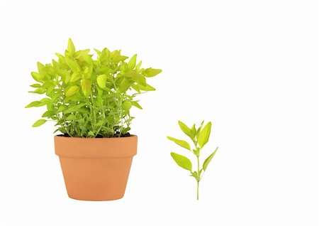 Golden marjoram herb growing in a terracotta pot, with a specimen leaf , isolated over white background. Stock Photo - Budget Royalty-Free & Subscription, Code: 400-04120947
