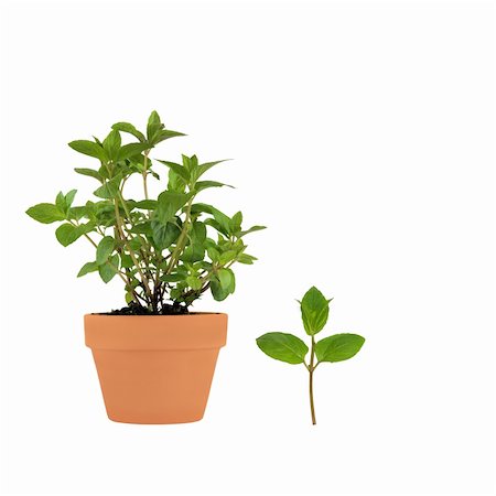 simsearch:400-07303169,k - Chocolate mint herb growing in a terracotta pot with leaf sprig, isolated over white background. Stock Photo - Budget Royalty-Free & Subscription, Code: 400-04120950