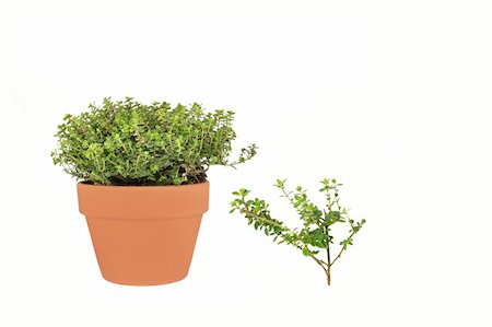 simsearch:400-04118662,k - Golden thyme herb growing in a terracotta pot with  specimen leaf, isolated over white background. Photographie de stock - Aubaine LD & Abonnement, Code: 400-04120951