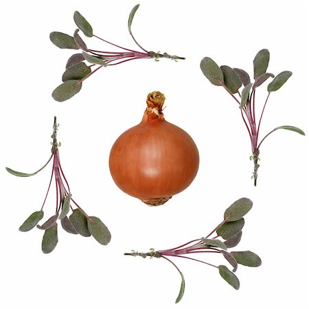 simsearch:400-04052014,k - Sage herb leaf sprigs forming an abstract border with a spanish onion in the center, over white background. Stockbilder - Microstock & Abonnement, Bildnummer: 400-04120990