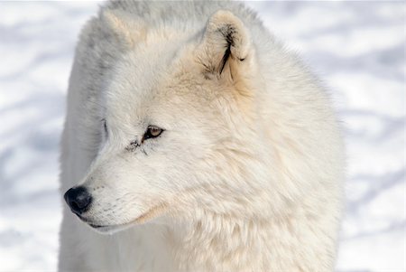 simsearch:400-04516399,k - Arctic wolf in Winter Foto de stock - Royalty-Free Super Valor e Assinatura, Número: 400-04121039