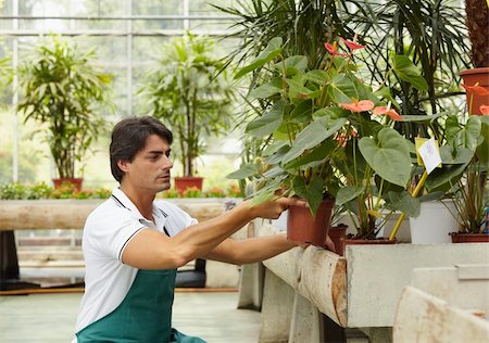 male florist arranging plants in flower shop Stock Photo - Budget Royalty-Free & Subscription, Code: 400-04121104