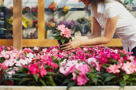 simsearch:694-03692195,k - cropped view of woman choosing pink flowers in garden center Stock Photo - Budget Royalty-Free & Subscription, Code: 400-04121112