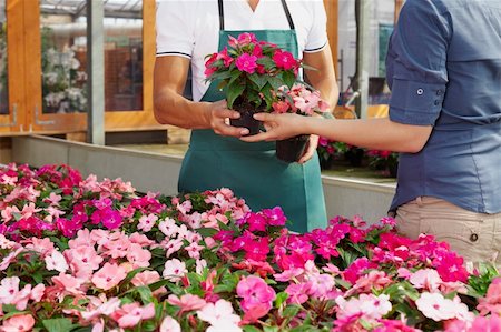 simsearch:694-03692195,k - cropped view of woman shopping in flower shop Stock Photo - Budget Royalty-Free & Subscription, Code: 400-04121612