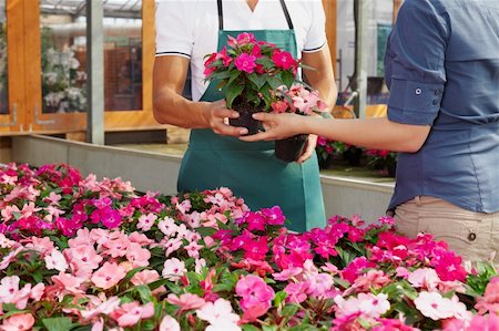 simsearch:400-04107635,k - cropped view of woman shopping in flower shop Photographie de stock - Aubaine LD & Abonnement, Code: 400-04121612