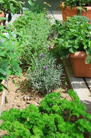 simsearch:6108-06168404,k - Collection of different herbs in small garden Stockbilder - Microstock & Abonnement, Bildnummer: 400-04121705