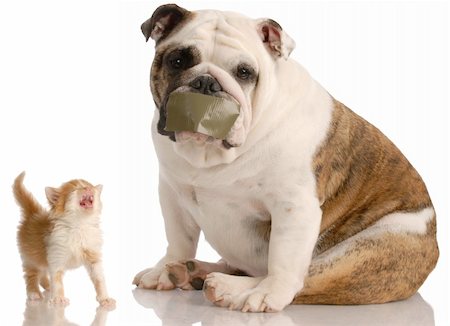 dog and cat fight - english bulldog with tape on mouth sitting beside complaining kitten Stock Photo - Budget Royalty-Free & Subscription, Code: 400-04121825