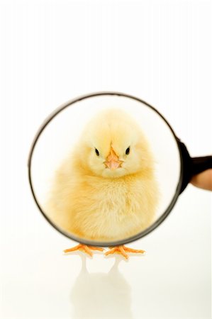 simsearch:400-04621574,k - Chicken staring at you through a magnifier - isolated Stock Photo - Budget Royalty-Free & Subscription, Code: 400-04123023