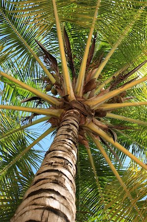 Low angle view of palm tree Stock Photo - Budget Royalty-Free & Subscription, Code: 400-04123102