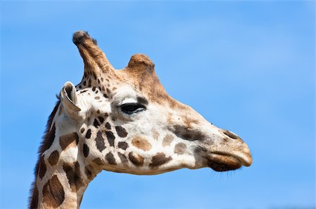 simsearch:400-04295850,k - Une girafe girafe dans le parc national. Faible profondeur de champ Photographie de stock - Aubaine LD & Abonnement, Code: 400-04123752