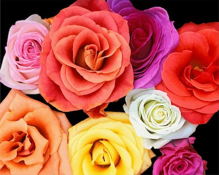 simsearch:689-03124881,k - Bunch of roses. Vector illustration Stock Photo - Budget Royalty-Free & Subscription, Code: 400-04123927