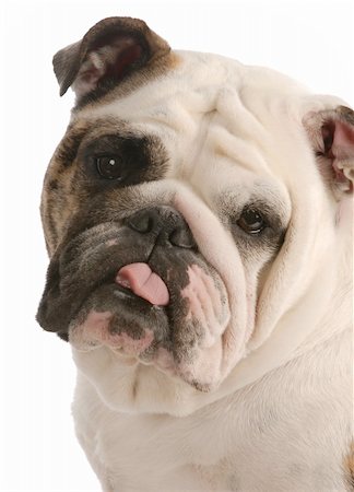 simsearch:400-07820675,k - english bulldog with tongue sticking out on white background Foto de stock - Super Valor sin royalties y Suscripción, Código: 400-04123970