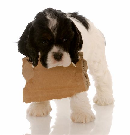 simsearch:400-08696541,k - american cocker spaniel puppy with a blank cardboard sign around neck Foto de stock - Super Valor sin royalties y Suscripción, Código: 400-04134748