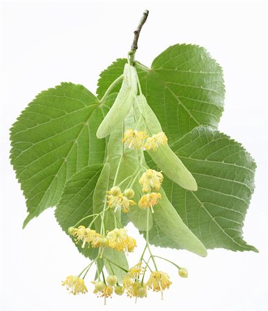 Flowers of linden-tree on a white background Foto de stock - Royalty-Free Super Valor e Assinatura, Número: 400-04135731