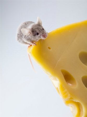 decoy - Funny mouse on the cheese Stock Photo - Budget Royalty-Free & Subscription, Code: 400-04136136