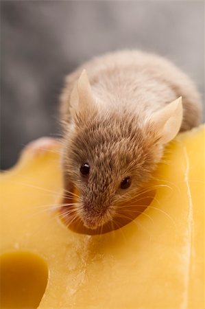 decoy - Funny mouse on the cheese Stock Photo - Budget Royalty-Free & Subscription, Code: 400-04136138