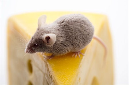 decoy - Funny mouse on the cheese Stock Photo - Budget Royalty-Free & Subscription, Code: 400-04136143