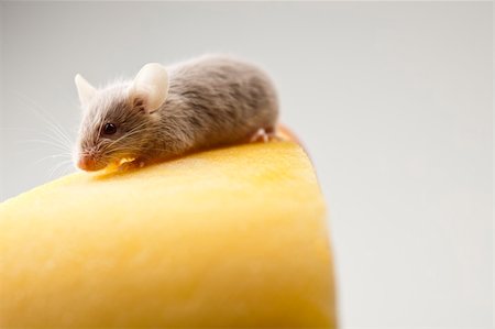 decoy - Funny mouse on the cheese Stock Photo - Budget Royalty-Free & Subscription, Code: 400-04136158