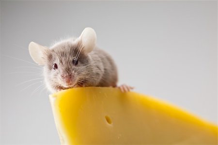 decoy - Funny mouse on the cheese Stock Photo - Budget Royalty-Free & Subscription, Code: 400-04136152