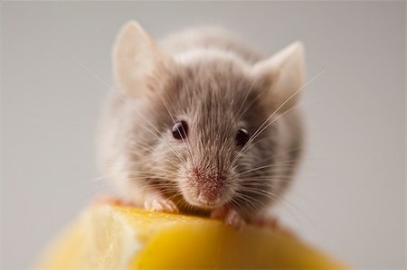 decoy - Funny mouse on the cheese Stock Photo - Budget Royalty-Free & Subscription, Code: 400-04136167