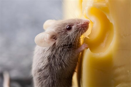 decoy - Funny mouse on the cheese Stock Photo - Budget Royalty-Free & Subscription, Code: 400-04136168