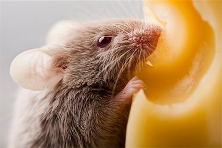 decoy - Funny mouse on the cheese Stock Photo - Budget Royalty-Free & Subscription, Code: 400-04136162