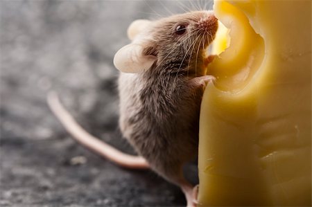 decoy - Funny mouse on the cheese Stock Photo - Budget Royalty-Free & Subscription, Code: 400-04136177