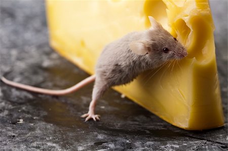 decoy - Funny mouse on the cheese Stock Photo - Budget Royalty-Free & Subscription, Code: 400-04136179