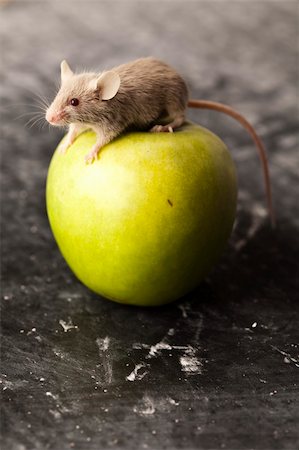 decoy - Red apple and mouse Stock Photo - Budget Royalty-Free & Subscription, Code: 400-04136184