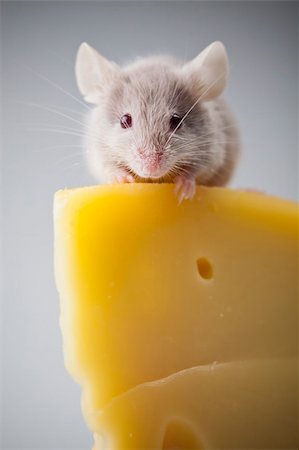 decoy - Funny mouse on the cheese Stock Photo - Budget Royalty-Free & Subscription, Code: 400-04136188