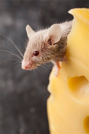 decoy - Funny mouse on the cheese Stock Photo - Budget Royalty-Free & Subscription, Code: 400-04136181