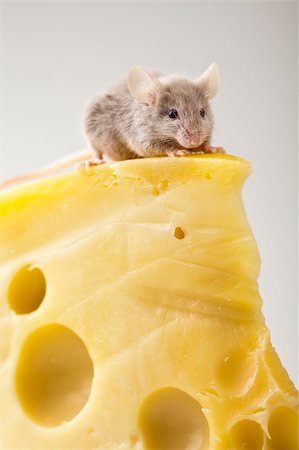 decoy - Funny mouse on the cheese Stock Photo - Budget Royalty-Free & Subscription, Code: 400-04136182