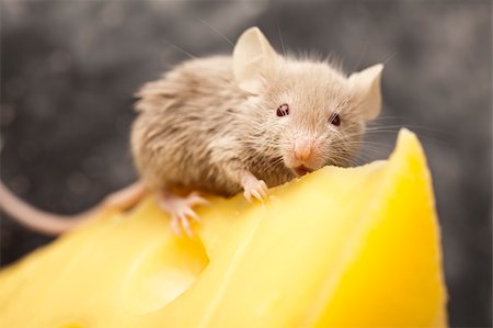 funny mice - Funny mouse on the cheese Stock Photo - Budget Royalty-Free & Subscription, Code: 400-04136183