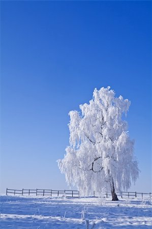 simsearch:400-05684643,k - Lonely gelée blanche couverte arbre sur fond de ciel bleu sur un matin d'hiver lumineux Photographie de stock - Aubaine LD & Abonnement, Code: 400-04136477