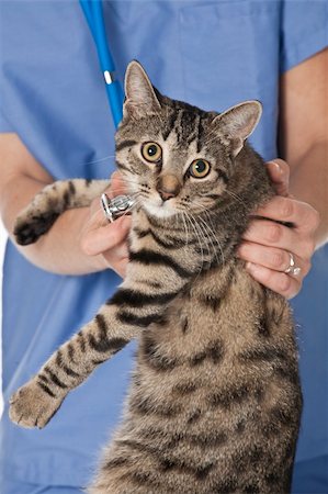 Beautiful Caucasian woman Veterinarian examining a kitten Stock Photo - Budget Royalty-Free & Subscription, Code: 400-04136624