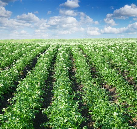 bushes of potato are in the field Foto de stock - Royalty-Free Super Valor e Assinatura, Número: 400-04136781