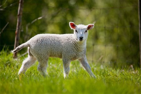 simsearch:400-05684520,k - A lamb in a green pasture looking at the camera Stock Photo - Budget Royalty-Free & Subscription, Code: 400-04137399